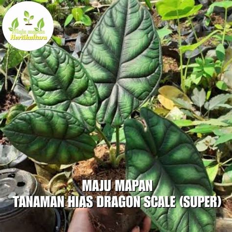 Jual Tanaman Hias Dragon Scale Super Shopee Indonesia