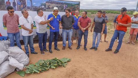 Prefeitura De Itapetim Distribuiu 60 Mil Raquetes De Palma Orelha De