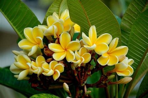 Frangipani Hd Wallpaper Pxfuel