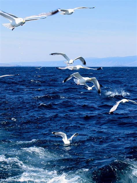 Чайка над морем (59 фото)