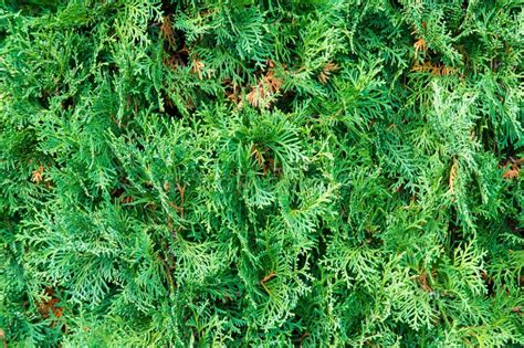 Thuja Occidentalis Also Known As Northern White Cedar Or Easter Stock