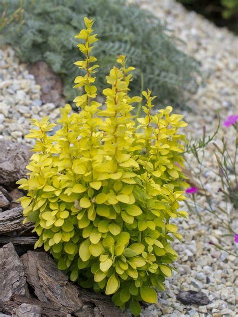 10 Great Low Maintenance Dwarf Shrubs Artofit