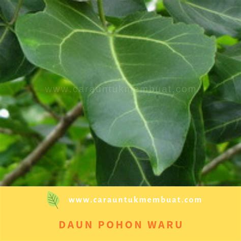 Gambar Daun Pohon Waru Gambar Keren Terbaik