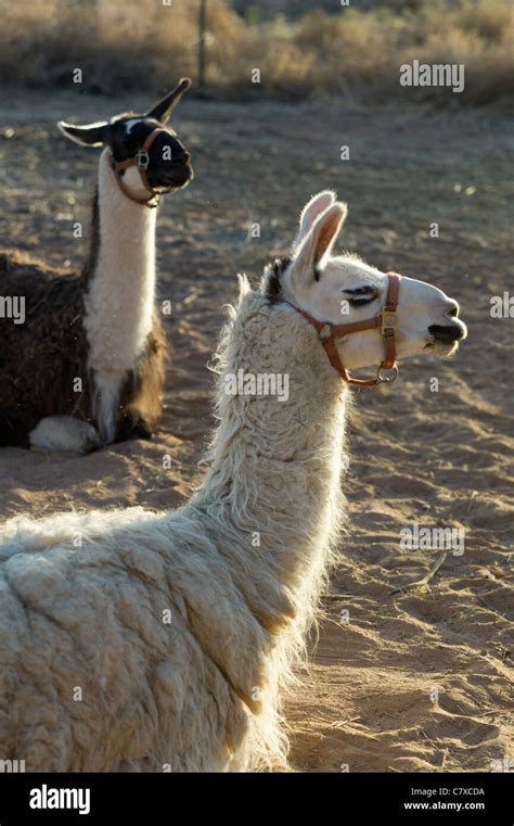 Llamas Pack Animals Utah Usa Stock Photo Alamy