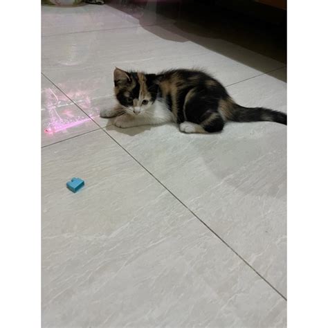 Jual Open Adopt Kucing Peranakan Persia X Domestik Shopee Indonesia