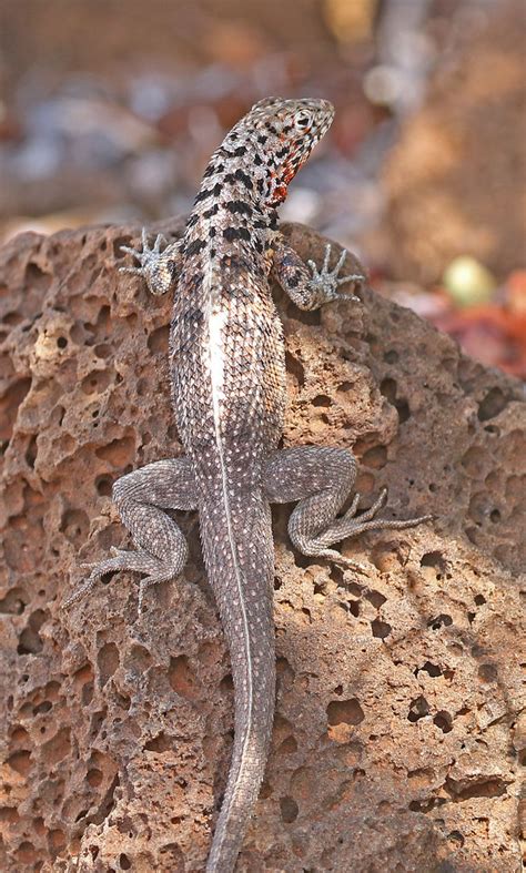 Galapagos Lava Lizard F Microlophus Albemarlenis Flickr