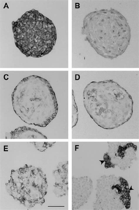 Spontaneous Differentiation Of Coculture Spheroids Of Human Umbilical