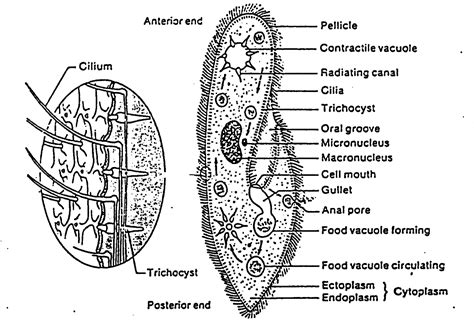 Diagram Of Nutrition In Paramecium