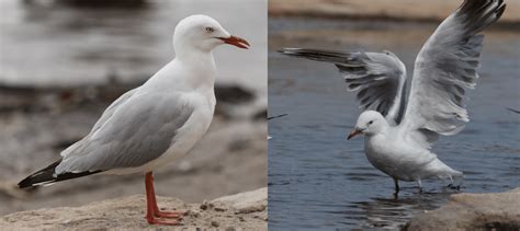 30 Common BIRDS That Live in Queensland! (2024) - Bird Watching HQ