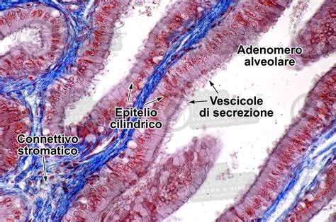 Uomo Giovane Prostata Sezione Trasversale X Uomo Mammiferi