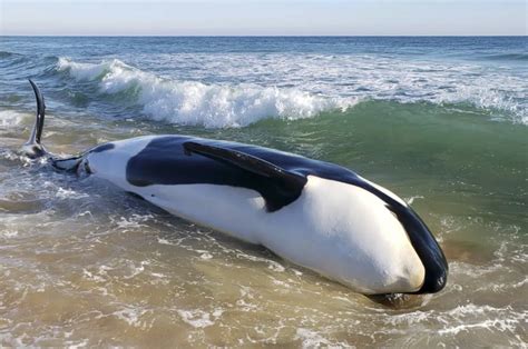 Killer Whale Dies After Beaching Itself On Florida Coast Wink News