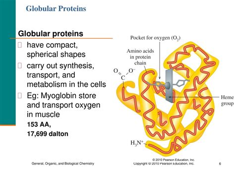 Ppt Chapter 19 Amino Acids And Proteins Powerpoint Presentation Free Download Id 9076173