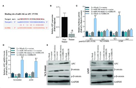 Apc Was A Target Of Mir 346 And Regulated By Interaction Of Lncrna