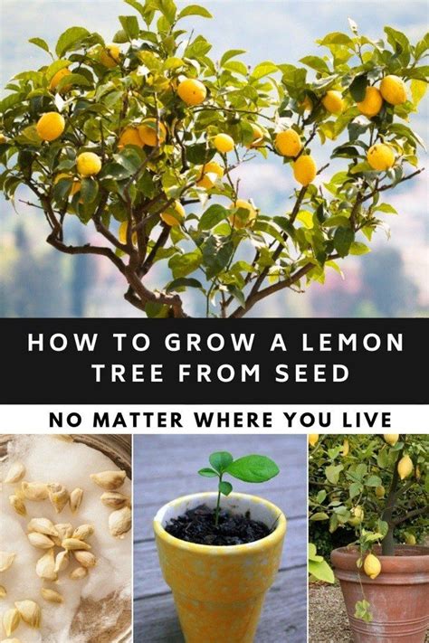 How To Grow A Lemon Tree From Seed No Matter Where You Live Lemon