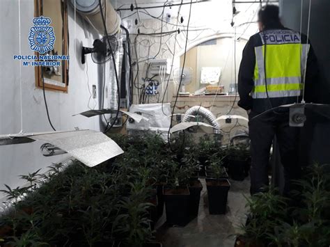 Desmantelan Un Cultivo De 230 Plantas De Marihuana Oculto En La Azotea