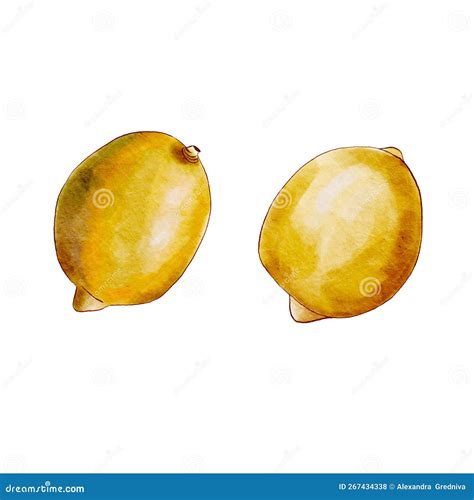 Watercolor Lemons Lemon Watercolor Hand Draw Illustration Digital