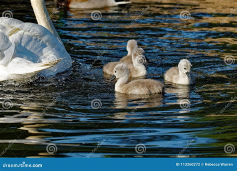 Mute Swan Cygnets stock photo. Image of olor, invasive - 113260272