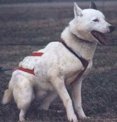 Colors of the Siberian Husky - Piebald or Pinto Siberian Huskies