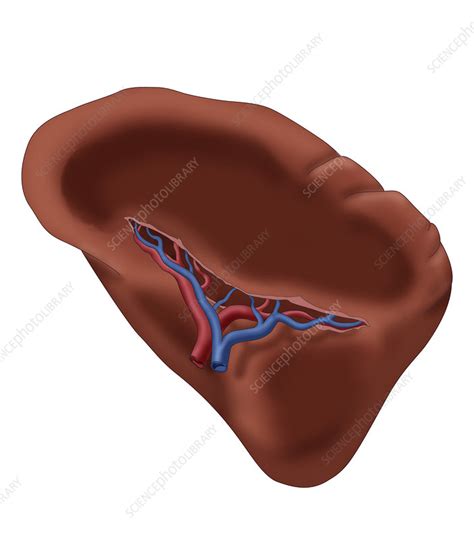 Spleen Illustration Stock Image C039 4476 Science Photo Library