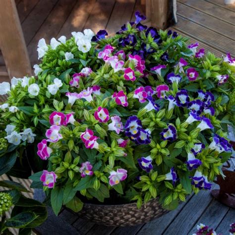 Torenia Hi Lite Mix Milaegers