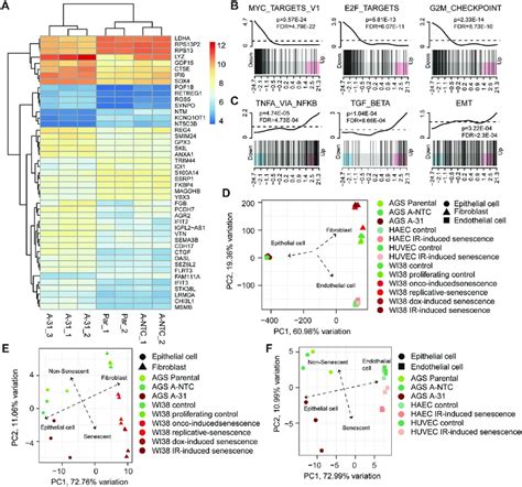 Cells Lacking Mir 200s Shared Senescence Associated Gene Expression