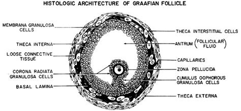 Draw A Labeled Diagram Of A Graafian Follicle Brainly In