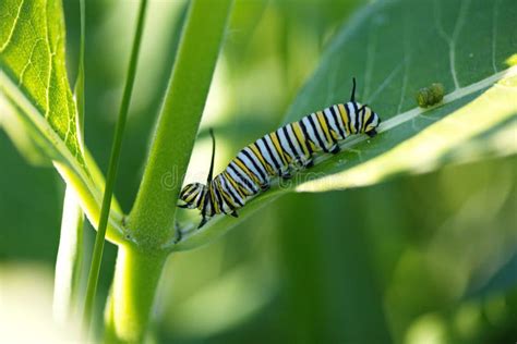 Toma Macro De Una Oruga Monarca En Una Planta De Orugas Foto De