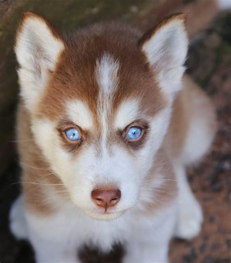 Hermoso Macho De Color Rojo Husky Siberiano Foto Premium