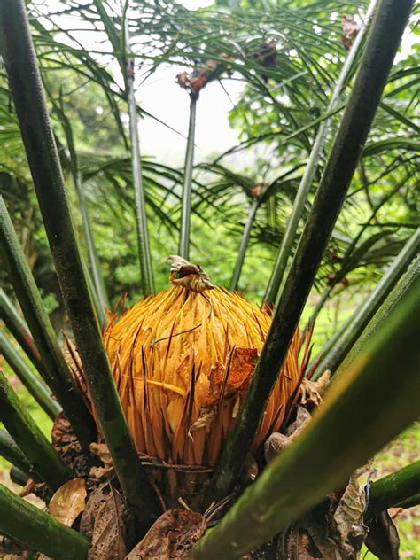 LOOK Jurassic Plants Grow In Masungi Georeserve When In Manila