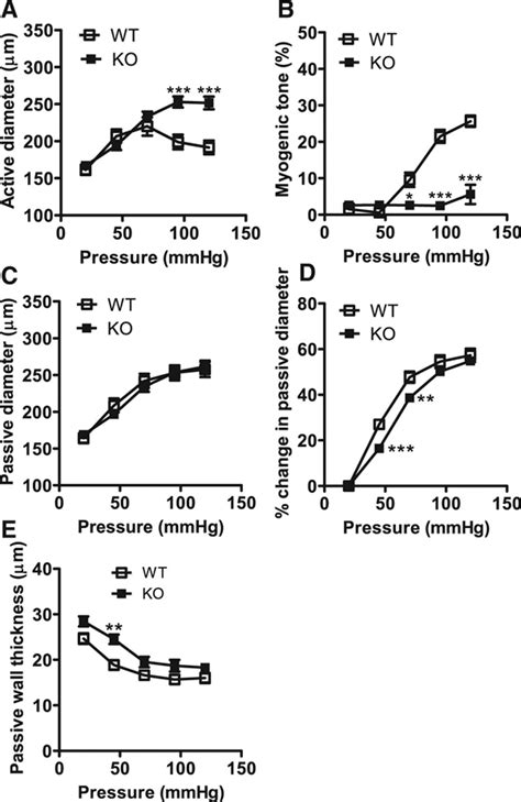 Loss Of Vascular Myogenic Tone In Mir 143145 Knockout Mice Is