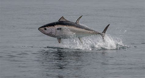 Whats The Latest On Uk Atlantic Bluefin Tuna Fishing The