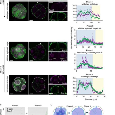 Dynamics Of Actomyosin And Pard Polarisation At The Cell Stage A