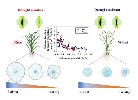 Plant Physiol 华中农业大学水稻栽培生理团队揭示根系形态结构与水力导度调控水稻抗旱性的机制 知乎