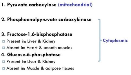 L Carbs Gluconeogenesis And Glycogen Flashcards Quizlet