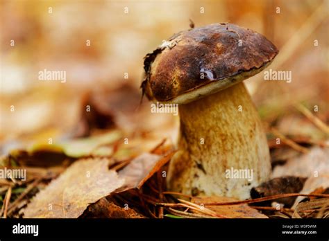 Closeup Shot De Hongo Comestible Boletus Edulis Conocido Como Penny Bun