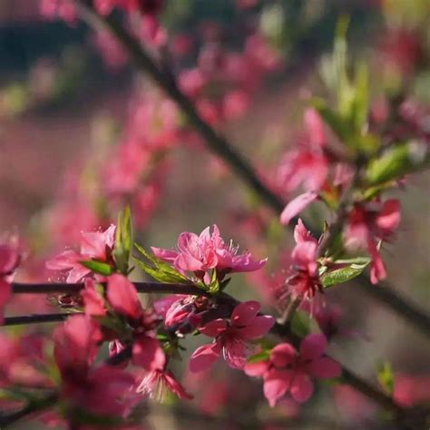 一花一春天 桃花灼灼斗春芳 张畲桃林待客来乡村绿茵云烟