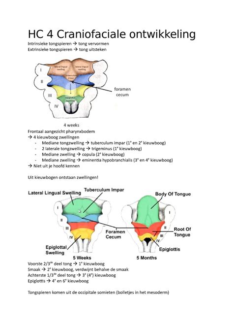 HC 4 Craniofaciale Ontwikkeling HC 4 Craniofaciale Ontwikkeling