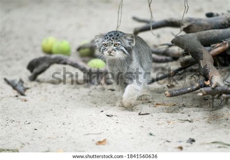 Pallass Cat Otocolobus Manul Manul Living Stock Photo 1841560636