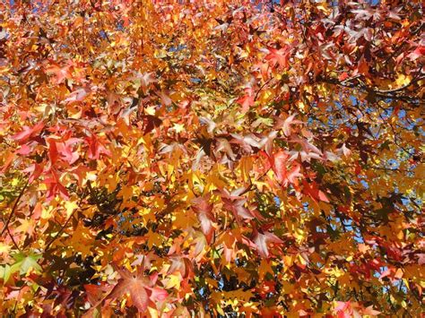 American Sweetgum, in Fall Season with Its Red, Orange and Yellow ...