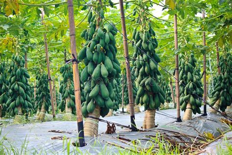 Cultivation of Papaya stock image. Image of village, arranged - 29247279