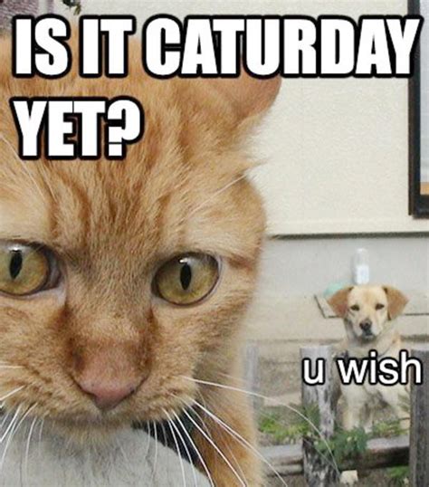 [Image - 181603] | Caturday | Know Your Meme