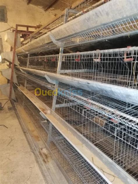 VENTE batteries poules pondeuses 2400 Model Bourj A 4 étages Bejaia