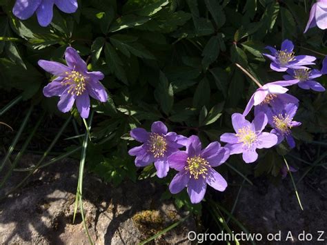 Zawilec Gajowy Anemone Nemorosa Uprawa I Piel Gnacja