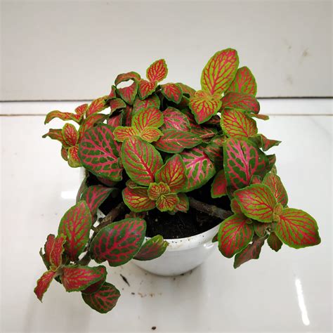 Fittonia Albivenis ‘skeleton Nurserybuy