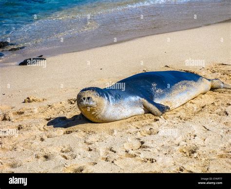 Monk Seal Hawaii Stock Photo - Alamy