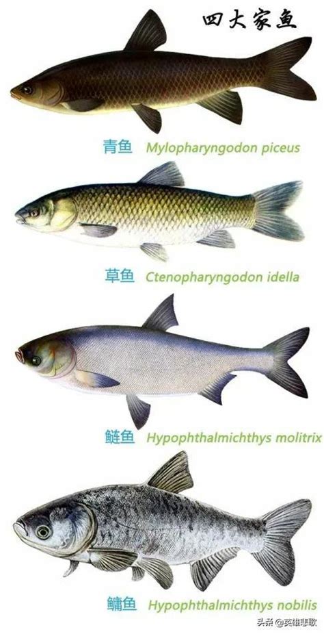 鯉魚是最早被人類養殖的淡水魚，為何四大家魚中沒有它一席之地？ 每日頭條