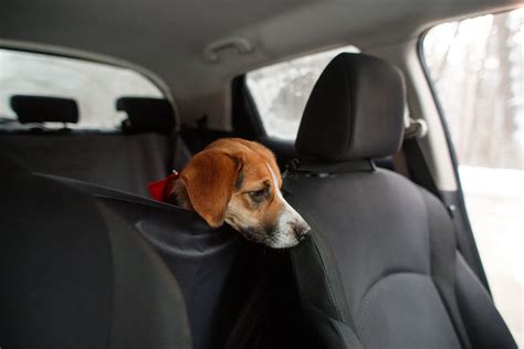 É ilegal deixar seu cachorro no carro Way Blog Coisas que você