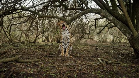 Ocelot Fact Sheet Blog Nature Pbs