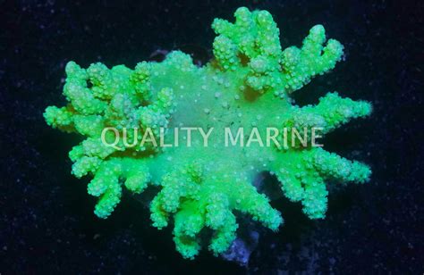 Fiji Devil's Hand Green - Quality Marine