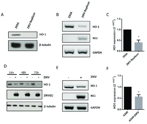 ZIKV Replication And ZIKV Infection Decrease HO 1 Protein And MRNA